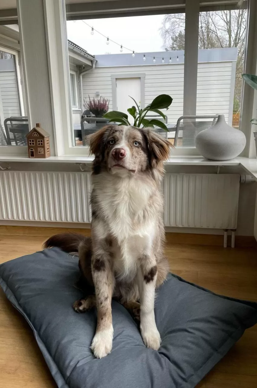 Hundbädd/Kattbädd*Jotex LOKI OUTDOOR Hundbädd/kattbädd 100x70 Cm Pärlgrå